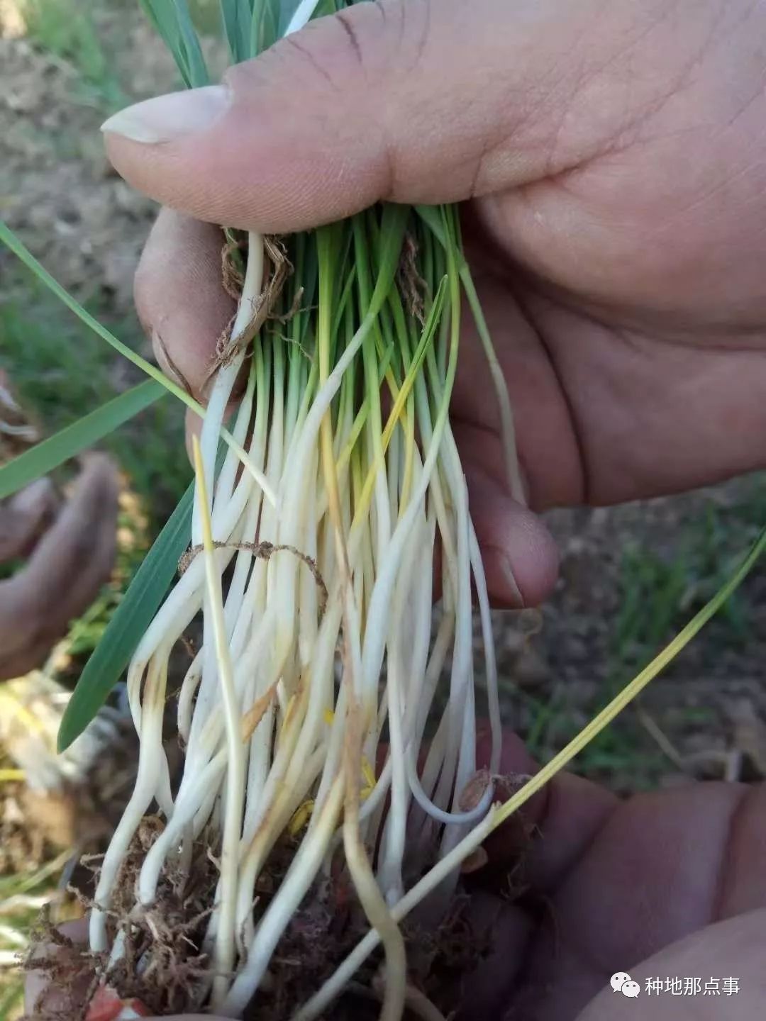 甲基二磺隆除草剂药害有哪些_甲基二磺隆除草机理_甲基二磺隆除草剂