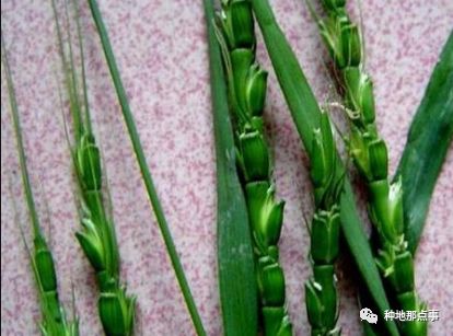甲基二磺隆除草剂药害有哪些_甲基二磺隆除草剂_甲基二磺隆除草机理