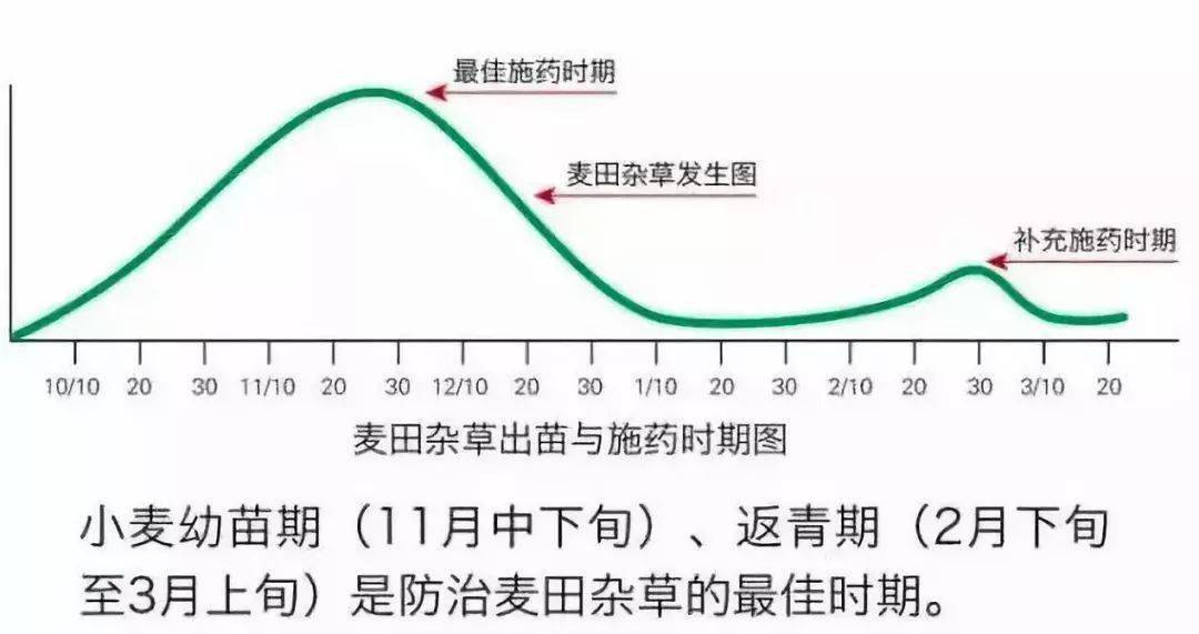 小麦除草剂_小麦除草剂_小麦除草剂使用注意事项
