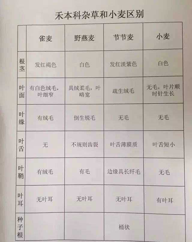 小麦除草剂使用注意事项_小麦除草剂_小麦除草剂
