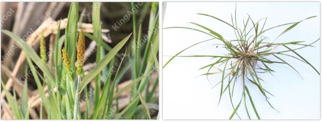 小麦除草剂的用法_小麦除草剂_小麦除草剂