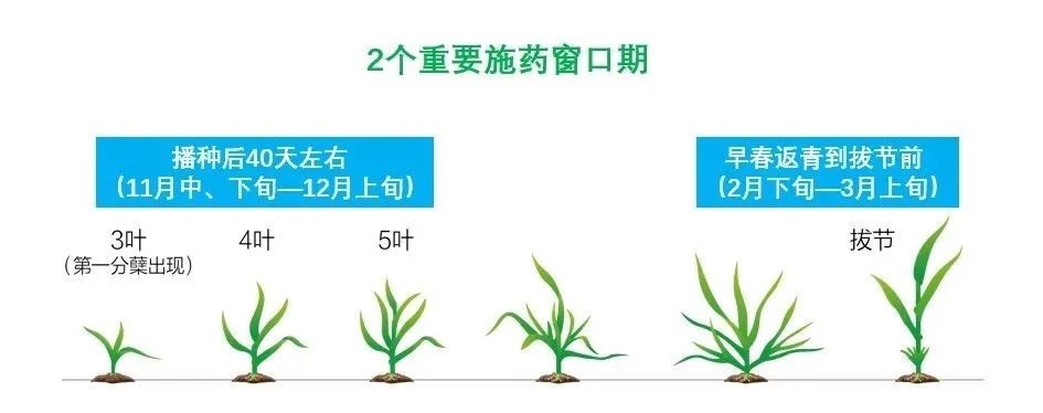小麦除草剂_小麦除草剂_小麦除草剂的用法