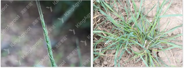 小麦除草剂的用法_小麦除草剂_小麦除草剂