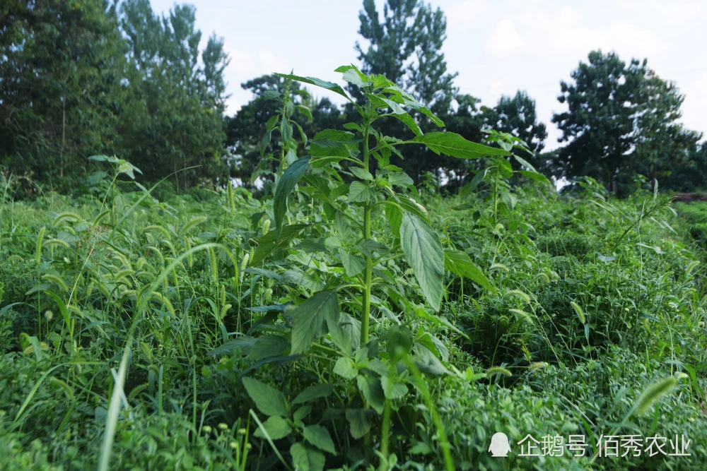 烟嘧磺隆除草剂_烟嘧磺隆除草剂人能喝死人吗_烟嘧磺隆除草剂有效期