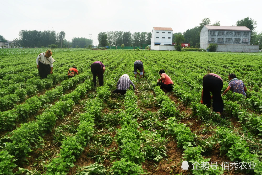 烟嘧磺隆除草剂人能喝死人吗_烟嘧磺隆除草剂_烟嘧磺隆除草剂有效期