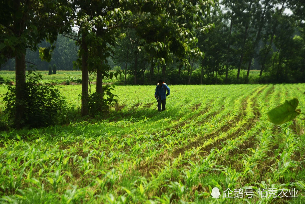 烟嘧磺隆除草剂有效期_烟嘧磺隆除草剂_烟嘧磺隆除草剂人能喝死人吗