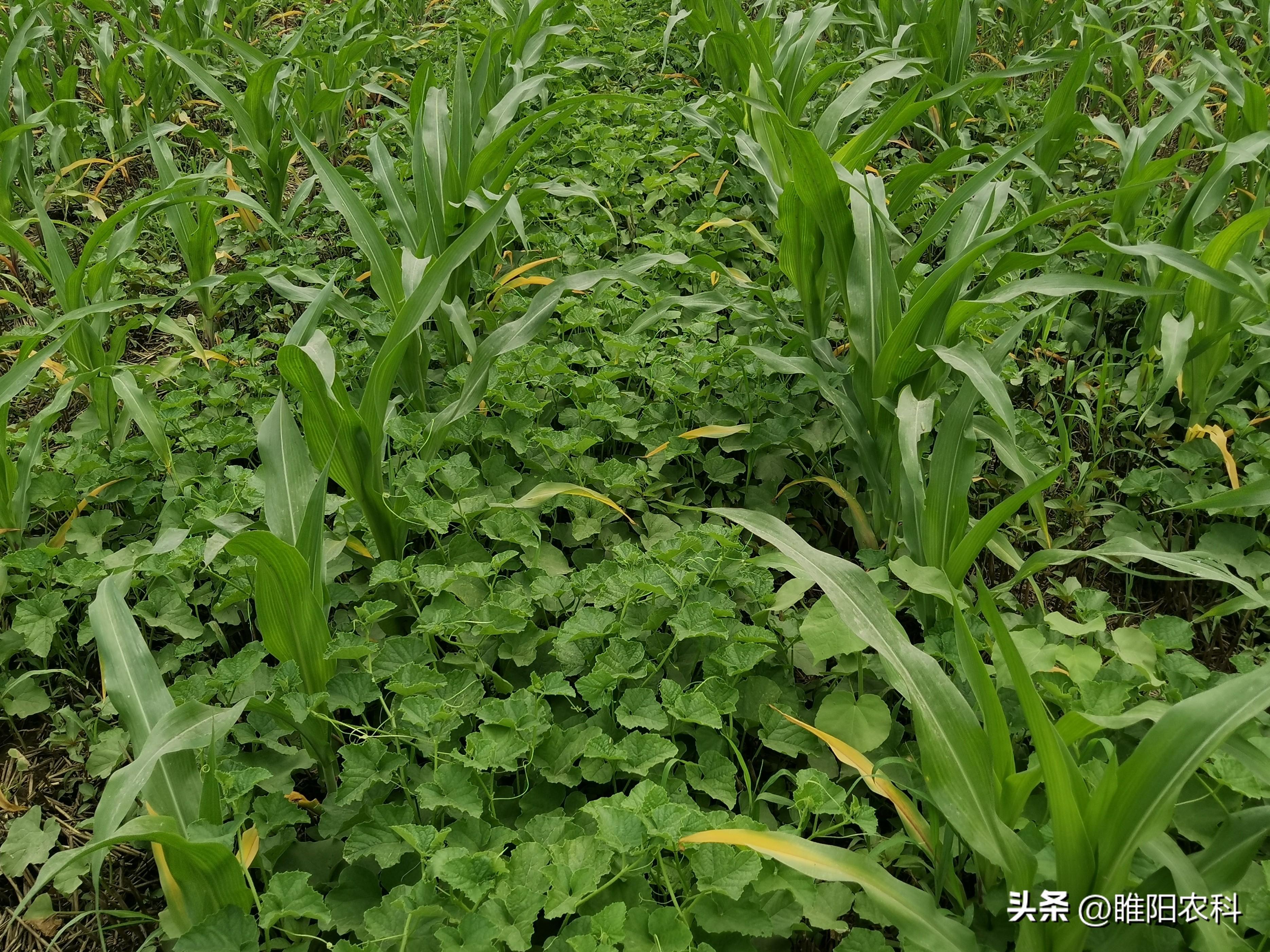 玉米除草专用药_玉米专用除草剂_玉米专用除草剂多少钱一瓶