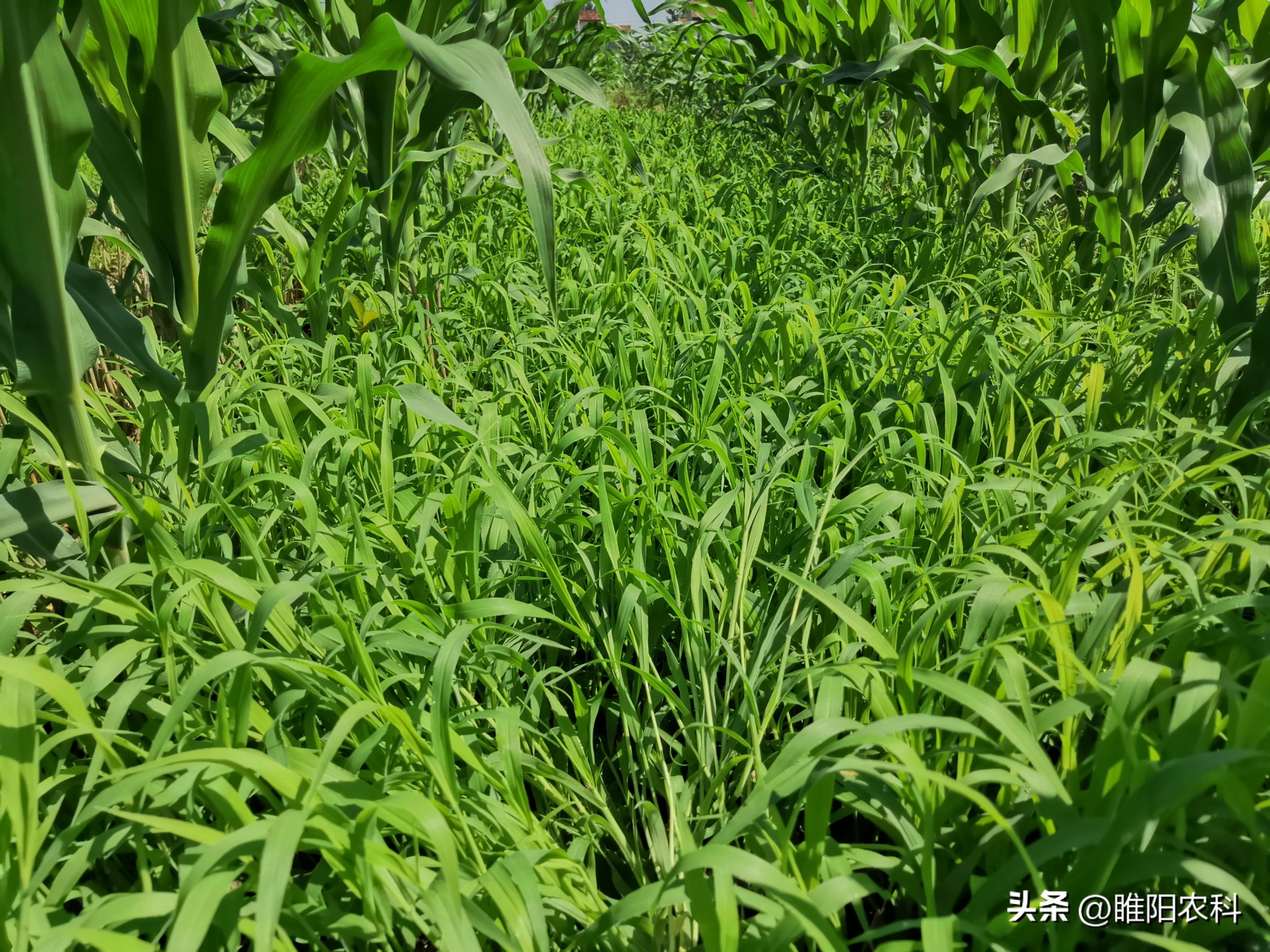 玉米专用除草剂多少钱一瓶_玉米除草专用药_玉米专用除草剂
