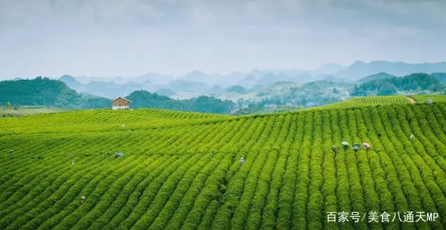 除草剂怎么用_除草剂施药方法_除草剂用什么药