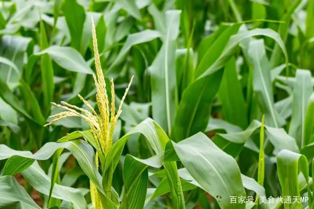除草剂怎么用_除草剂用什么药_除草剂施药方法