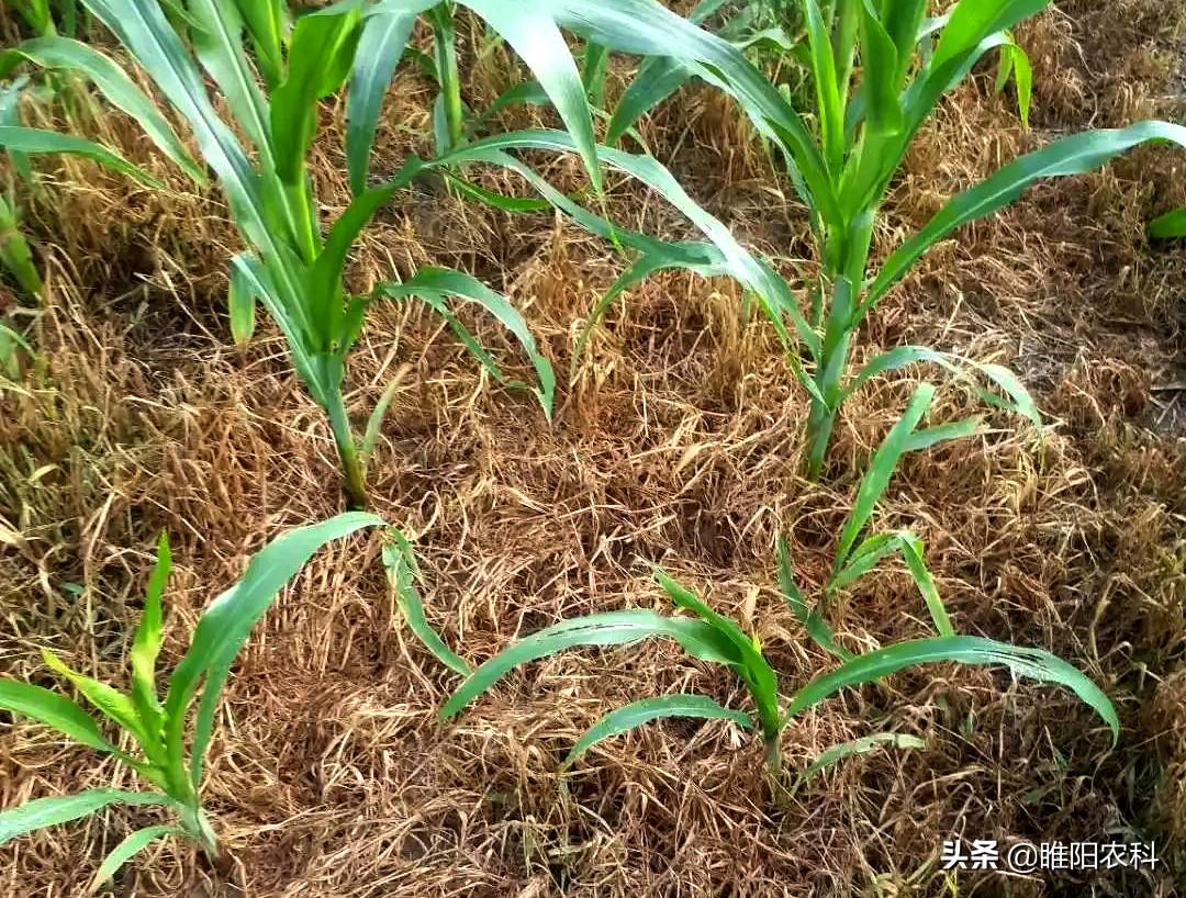 玉米除草剂的用法_玉米专用除草剂_玉米专用除草剂多少钱一瓶